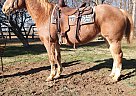 Quarter Horse - Horse for Sale in Xenia, OH 45385 Quarter Horse - Horse for Sale in Xenia, OH 45385