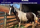 Tennessee Walking - Horse for Sale in Lewisburg, TN 37779