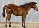 Quarter Horse - Horse for Sale in Lance Creek, WY 82222 Quarter Horse - Horse for Sale in Lance Creek, WY 82222