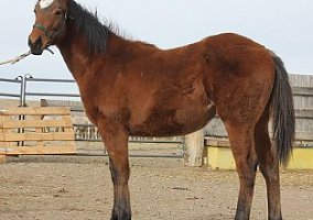 Quarter Horse (Quarter Horse, Mare) in Lance Creek, WY