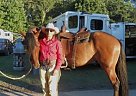 TRAVELER - Gelding in LAFAYETTE, NJ TRAVELER - Gelding in LAFAYETTE, NJ
