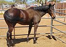 Thoroughbred - Horse for Sale in Phoenix, AZ 85032 Thoroughbred - Horse for Sale in Phoenix, AZ 85032