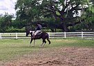Paint Mare for Sale Tobiana