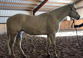 Quarter Horse (Quarter Horse, Mare) in Rapid City, SD