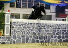 Awesome Black Stallion Zangersgh... Belgian Warmblood Stallion