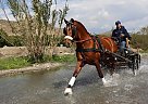 Andalusian Stallion. Junco Andalusian Stallion