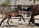 Andalusian - Horse for Sale in Santa Fe De Mondújar, 04420 Andalusian - Horse for Sale in Santa Fe De Mondújar, 04420
