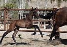 Andalusian - Horse for Sale in Santa Fe De Mondújar,  04420