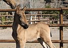 Andalusian - Horse for Sale in Santa Fe De Mondújar,  04420