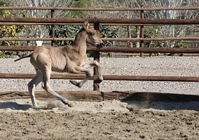 Andalusian / PRE (Andalusian / PRE, Stallion)