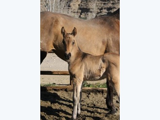 Andalusian Colt. Orgulloso Dimoba