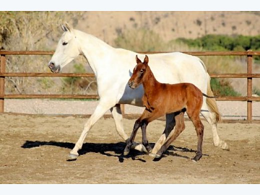 Andalusian Filly. Ociosa Dimoba