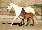 Andalusian - Horse for Sale in Santa Fe De Mondújar,  04420