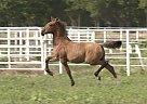 Andalusian - Horse for Sale in Roane, TX 75109 Andalusian - Horse for Sale in Roane, TX 75109