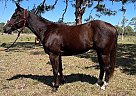 Quarter Horse - Horse for Sale in Alva, FL 33920