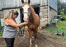 Paint - Horse for Sale in Homer, NY 13077