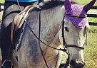 Fancy Large Pony Welsh Pony Mare