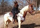Rocky Mountain - Horse for Sale in Eureka, MO 63025