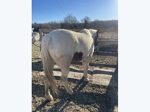 Gaited Trail Horse!