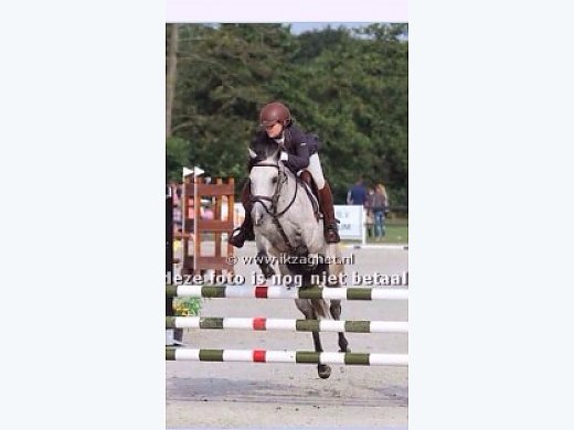 Handsome 8 Years old Pony Gelding
