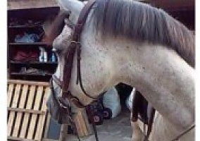 Pony (Welsh, POA, Shetland, Connemara) (Pony (Welsh, POA, Shetland, Connemara), Gelding)