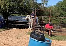 Quarter Horse - Horse for Sale in Sulphur Springs, MO 75482