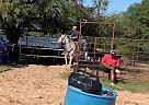 Quarter Horse - Horse for Sale in Sulphur Springs, MO 75482 Quarter Horse - Horse for Sale in Sulphur Springs, MO 75482