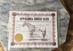 Appaloosa (Appaloosa, Gelding) in Rosenberg, TX