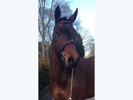 Hunter/ Equitation Prospect, Beautiful Mare