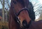 Holsteiner - Horse for Sale in Gytsjerk (giekerk), 9061CM Holsteiner - Horse for Sale in Gytsjerk (giekerk), 9061CM