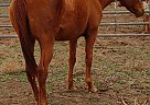 Quarter Horse - Horse for Sale in Olustee, OK 73560