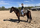 Quarter Horse - Horse for Sale in Mount Vernon, TX 75457 Quarter Horse - Horse for Sale in Mount Vernon, TX 75457