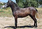 Andalusian - Horse for Sale in Canyon Country, CA 91351