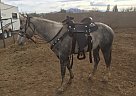 Lucy Quarter Horse Mare