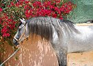 Andalusian - Horse for Sale in Alicante, 03296 Andalusian - Horse for Sale in Alicante, 03296