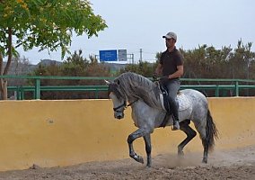 Andalusian / PRE (Andalusian / PRE, Stallion)