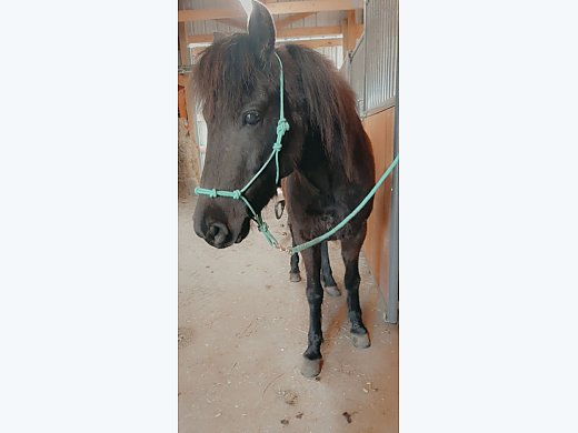 Raven (Project Pony)