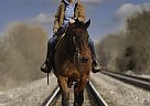 Quarter Horse - Horse for Sale in Monett, MO 65708 Quarter Horse - Horse for Sale in Monett, MO 65708