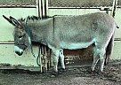 Donkey - Horse for Sale in Xenia, OH 45385 Donkey - Horse for Sale in Xenia, OH 45385
