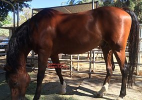 Arabian Gelding Registered AHA Arabian Gelding