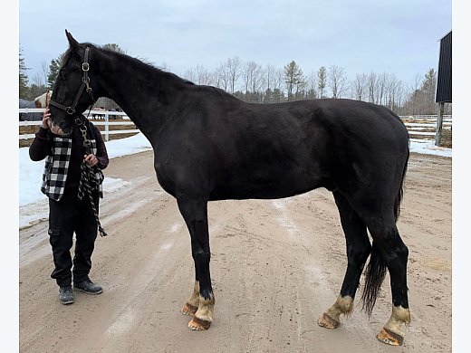 Dutch Gelding Rides & Drives