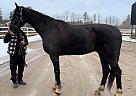 Dutch Warmblood - Horse for Sale in Eden Valley, ON L0L 2K0 Dutch Warmblood - Horse for Sale in Eden Valley, ON L0L 2K0