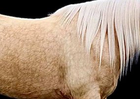 Missouri Fox Trotter (Missouri Fox Trotter, Gelding) in Wichita Falls, TX