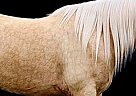Missouri Fox Trotter - Horse for Sale in Wichita Falls, TX 76305