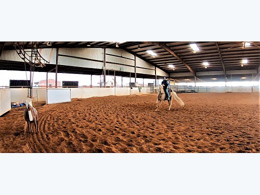 Gentle MFT Trail Gelding