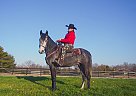 Tennessee Walking - Horse for Sale in Clinton, KY 42031