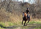 Gelding - Gelding in Glencoe, ON Gelding - Gelding in Glencoe, ON