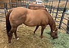 Quarter Horse - Horse for Sale in delta, BC v4k3e4 Quarter Horse - Horse for Sale in delta, BC v4k3e4