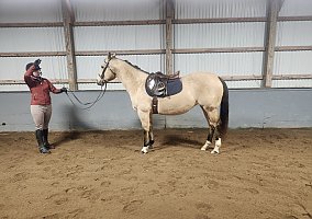 Quarter Horse (Quarter Horse, Mare) in Mendon, NY