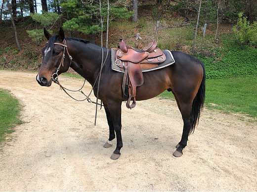 Young Quarter Horse FOR Sale